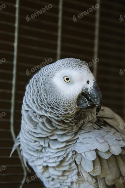 Preview: Parrot