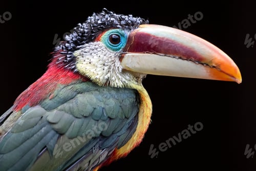 Preview: Curl crested aracari