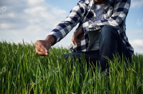 Preview: Man's hand touching the grass on the agricultural field