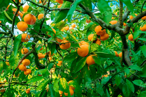 Preview: trees with citrus fruits before harvest. Ripe tangerines on tree