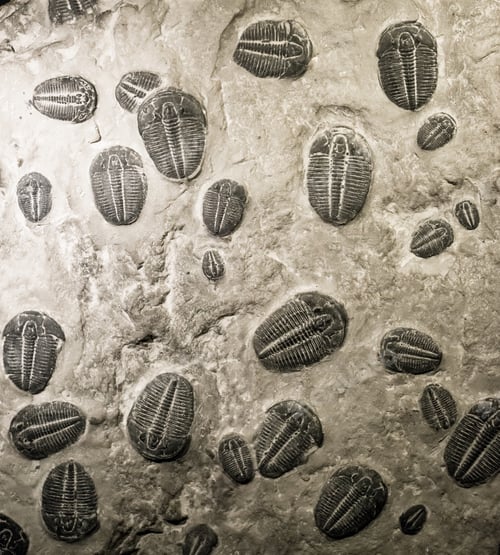 Preview: ancient trilobites fossils