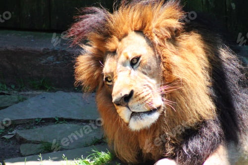 Preview: Wild animals