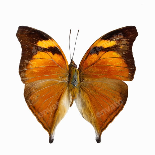 Preview: Autumn Leaf butterfly