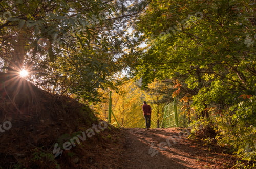 Preview: Tourist visiting in Ginkgo tree garden in autumn on sunset at Hongcheon