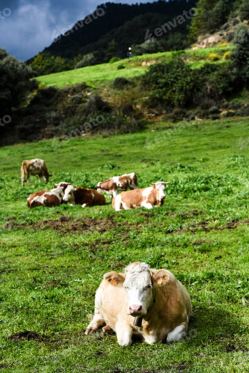 Preview: Free-range cows in mountain pastures, living in harmony with nature. Highlighting sustainable farm