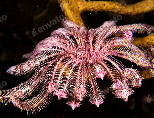 Preview: Amazing underwater world, Underwater world scene.