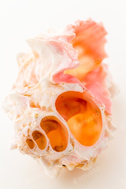 Preview: Sea shell
