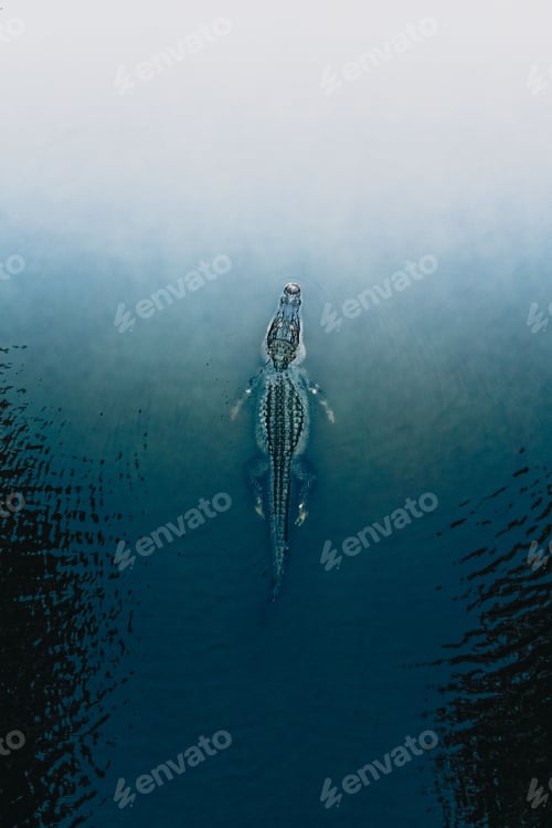 Preview: Vertical shot of the alligator floating on the dark water surface. Top view.