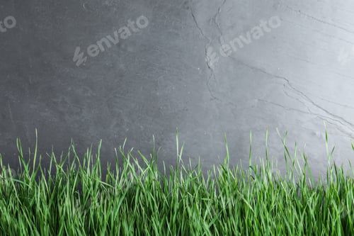 Preview: Fresh green grass near grey fence. Space for text