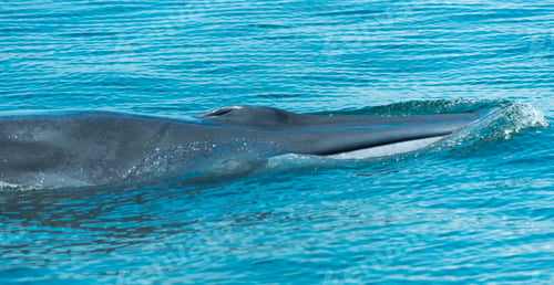 Preview: Bryde's whale in Thailand Ocean