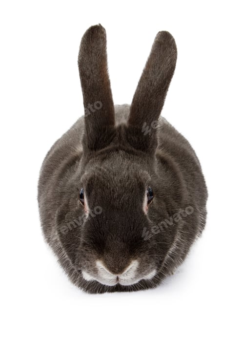Preview: Black Rabbit Looking Forward