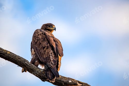 Preview: Steppe eagle or Aquila nipalensis sits on a tree