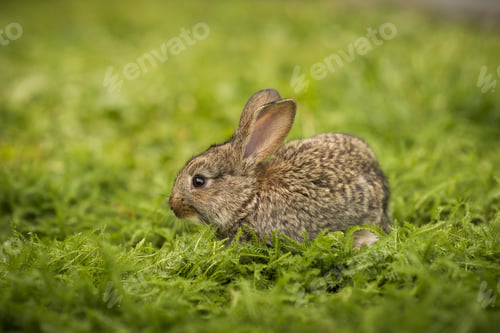 Preview: Little rabbit on green grass
