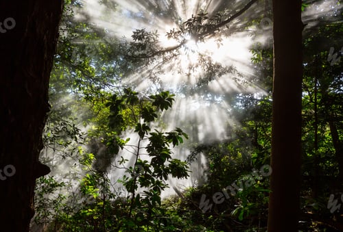 Preview: Jungle in Costa Rica