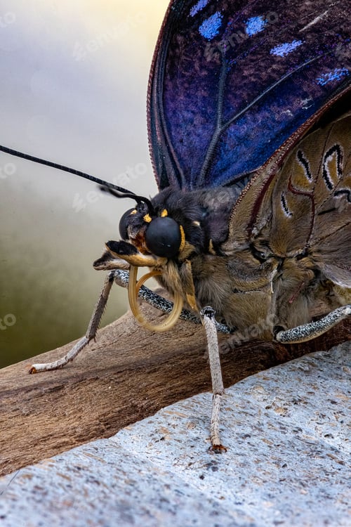 Preview: Vibrant close up of a butterfly's wings perched on a wooden surface