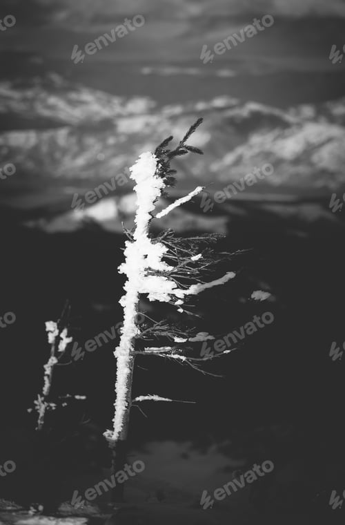 Preview: Beautiful landscape with snow covered fir trees and snowdrifts.