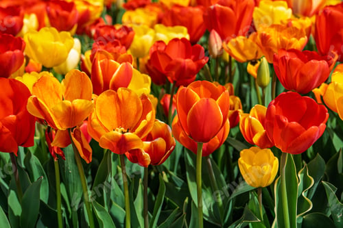 Preview: Vibrant Tulips in Full Bloom A Colorful Spring Scene from the Netherlands Flower Fields