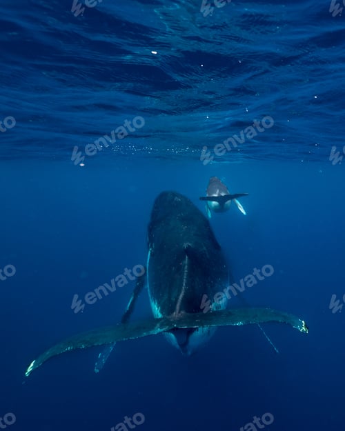 Preview: Vertical shot of a baby whale with its mother underwater