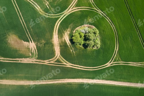 Preview: Green agricultural field with growing crops in summer season. Farming and agriculture industry