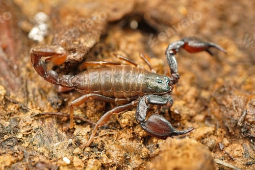Preview: Close-up shot of the Western Forest scorpion, Uroctonus mordax found under a stone.