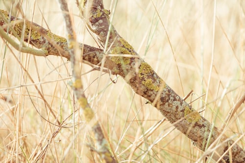 Preview: Summer grass with branch and blurred background