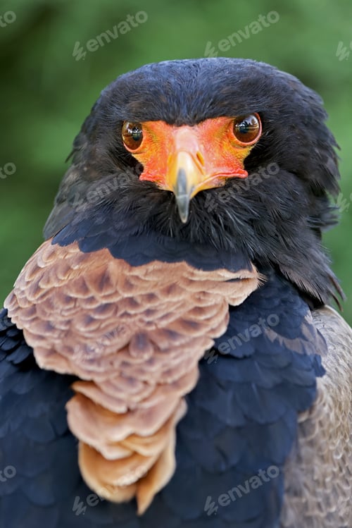 Preview: closeup of Bateleur (Terathopius ecaudatus) bird in wild