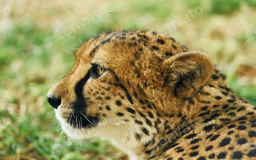 Preview: Close up view of cheetah that is lying down on the green grass outdoors