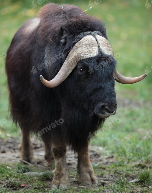 Preview: musk ox (Ovibos moschatus)