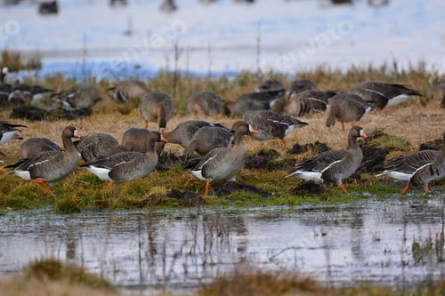 Preview: Flock of Ducks Foraging Near Water's Edge