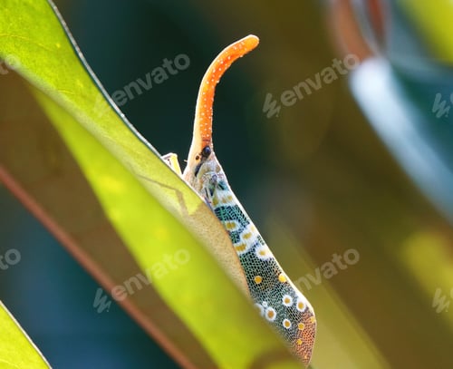 Preview: a small cater butterfly is sitting on a plant leaf looking at the camera