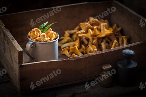 Preview: Edible chanterelles straight from the forest in summer