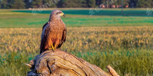 Preview: Black Kite