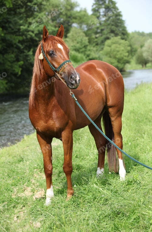 Preview: arabian, horse, mare, stallion, riding