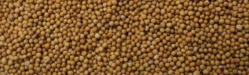 Preview: Mustard seeds on whole background, close up