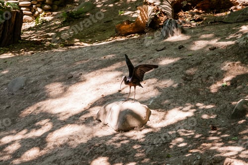 Preview: The ibis bird spreads its wings