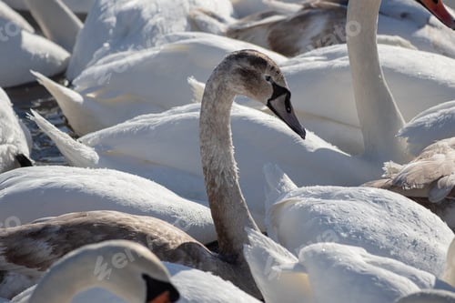 Preview: Young grey swan among adult white swans in Kyiv Ukraine winter