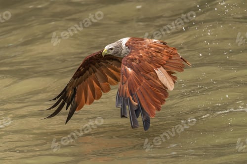 Preview: Majestic bird of prey skimming over water