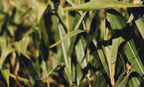 Preview: Corn field textured background