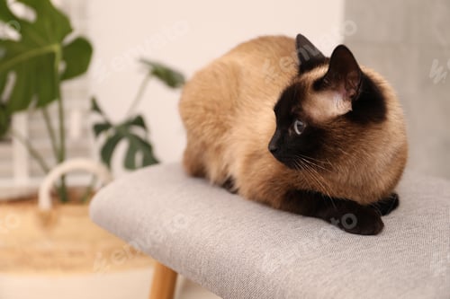 Preview: Adorable Thai cat resting on bench at home, space for text