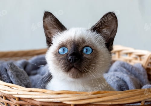 Preview: Cute kitten siamese cat indoor