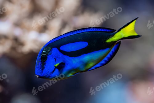 Preview: Amazing blue Tang fish or palette surgeonfish swimming underwater on coral reefs background.