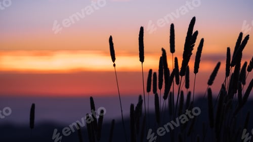 Preview: Tall Harding Grass