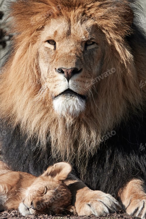 Preview: Lion (Panthera leo)