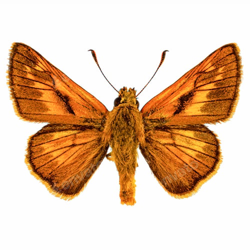 Preview: Large skipper butterfly