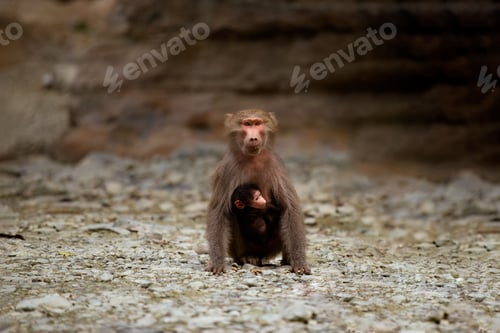 Preview: Monkey with a baby on the rocky ground in the mountains