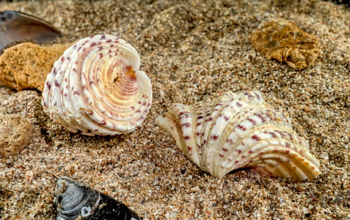 Preview: Hippopus sea Shell on the sand