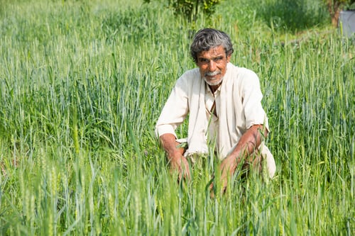 Preview: Indian Farmer in his agriculture field.