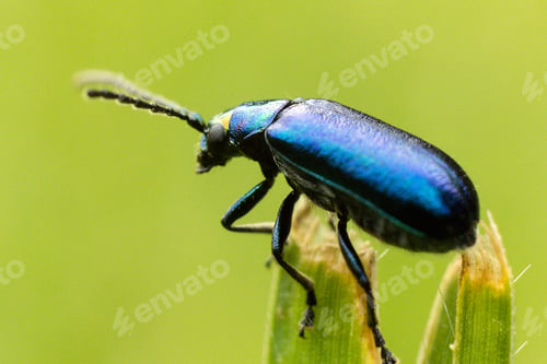 Preview: Small insects macro details texture kenya east africa