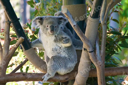 Vorschau: Ein männlicher Koalabär, der im Baum auf einem Ast sitzt. Der SD Zoo hat die meisten Koalas außerhalb Australiens