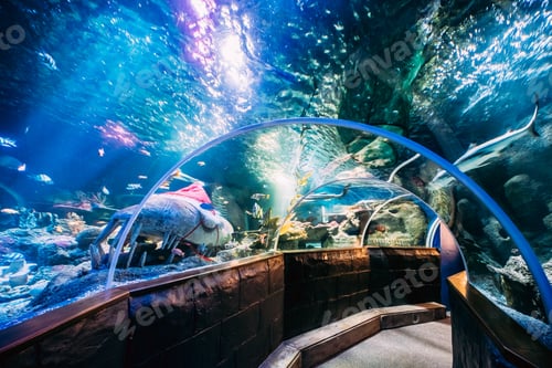 Preview: Underwater Tunnel In Oceanarium